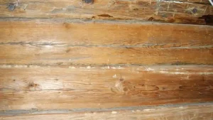 Holzschutz in Gebäuden nach DIN 68800 München - Biebl & Söhne Gebäudeinstandsetzung