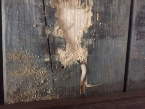 Holzschutz in Gebäuden nach DIN 68800 München - Biebl & Söhne Gebäudeinstandsetzung